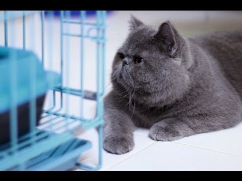 叉燒和吉祥生孩子了~+ 近況